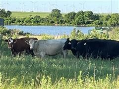 8) 3YO BWF/RWF/Red/Char Fall Bred Cows (BID PER HEAD 