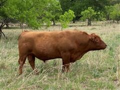 Red Angus Bull 