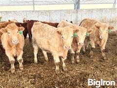 15) Buckskin CharX Open Replacement Heifers (BID PER HEAD) 