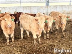 15) Buckskin CharX Open Replacement Heifers (BID PER HEAD) 