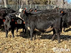 13) BLK/BWF Fancy AI Sired Open Replacement Heifers (BID PER HEAD) 