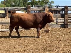 Parsley 7P033 Red Angus 16 Mth Old Bull 