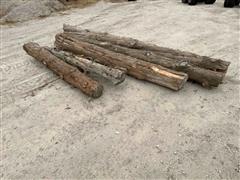 Cedar Tree Stumps 