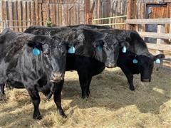 Commercial Blk Angus 5th-6th Calving Cows (BID Per HEAD) 