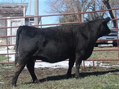 Brown 164 (6 YO F1 Akaushi Bred Cow Due With And F2 Calf) 