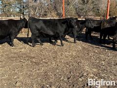 8) 4 & 5 YO Angus Bred Cows (BID PER HEAD) 