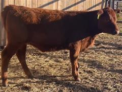 LTH Chesney GL02 L020 Red Angus Replacement Heifer 