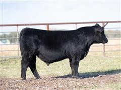 Volk Premonition J802 (PM Simmental) 