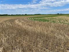 Wheat stubble 3.jpg