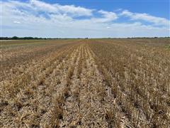 Wheat stubble 4.jpg