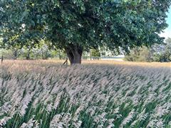 Front yard tree.jpg