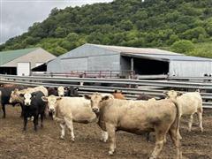 10) Charolais Bred Heifers (BID PER HEAD) 