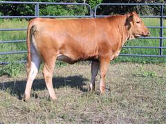 Reg. Full-Blood Akaushi Open Replacement Heifer (BROWN KA4) 