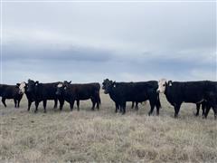 8) Blk And Bwf 5-8 YO Fall Bred Cows (BID PER HEAD) 