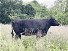 2) 5 YO Blk Angus Bred Cows (BID PER HEAD) 