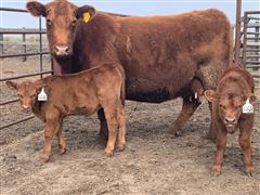 4) Comm. Red Angus 8-9 YO Pairs (BID PER PAIR) 