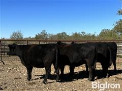 4) Reg. Angus Open Heifers (BID PER HEAD) 