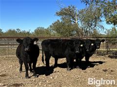 Group3Heifers2.jpg