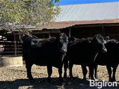 Group3Heifers4.jpg