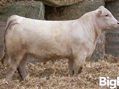 10) LKD CASHFLOW 624 (Charolais Semen, Heifer Bull) (BID PER UNIT) 