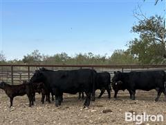 5) Reg. Angus Comin' 7 YO AI'd Pairs (BID PER PAIR) 