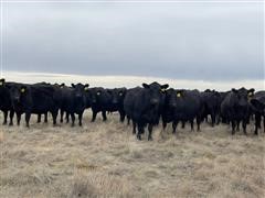 Reg. Blk Angus 3 YO Bred Cows (BID PER HEAD) 