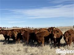 9) Red Angus 1st Calf Bred Heifers (BID PER HEAD) 