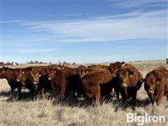 10) Red Angus 1st Calf Bred Heifers (BID PER HEAD) 