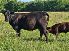 8) Blk-Red Angus 1st Calf Heifer Pairs (BID PER PAIR) 