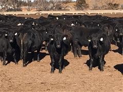 Commercial Blk Angus - Blk Baldy Cross 1st Calf Heifers (BID Per HEAD) 