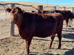 4-5 YO Shorthorn Jersey X Bred Cows (BID PER HEAD) 