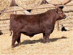 SRA BIEBER MAKING HAY 16116 Red Angus Bull 