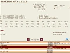 6116Pedigree.JPG