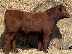 LTH LONGMIRE 032K Sim-Red Angus Bull 