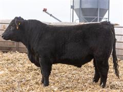 SimAngus 21 (Commercial Bull) 