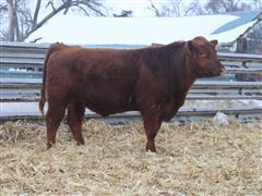 DEEP LINE BACKER 104 Red Angus Bull 