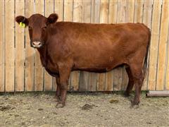 LTH Tiffany1015 8000 Red Angus Bred Cow 