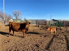 MN 8069 cow and calf.jpg