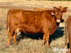 6) Reg. Red Angus 3rd Calving Cows (BID PER HEAD) 