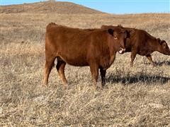 Red Angus 1st Calf Bred Heifers (BID PER HEAD) 