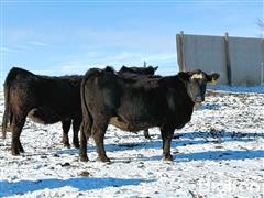 11) SimAngus Bred Heifers (BID PER HEAD) 