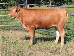 Reg. 3/4-Blood Akaushi Open Replacement Heifer (BROWN Kbelle) 