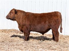 Merlin 328L (Red Angus) 