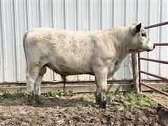 1) PUREBRED BRITISH WHITE BULL 2022 ABWPA REGISTERED 