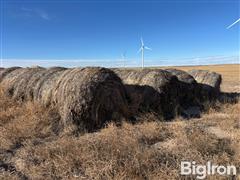 Unharvested 2023 Wheat Feed Crop Bales 