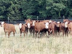 13) Red Angus/Hereford Open Heifers (appx. 500lbs) (BID PER HEAD) 