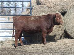 LTH TITUS 042K Red Angus 1 Bull 