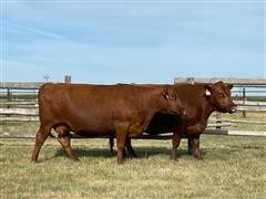 2) Reg. Red Angus 10YO Fall Bred Cows (BID PER HEAD) 