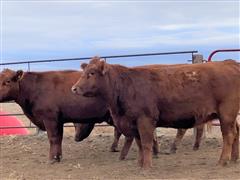8) 3-4 YO Comm. Red Angus Bred Cows (BID PER HEAD) 