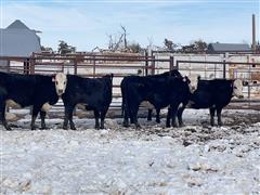 4) BWF Bred Heifers (BID PER HEAD) 